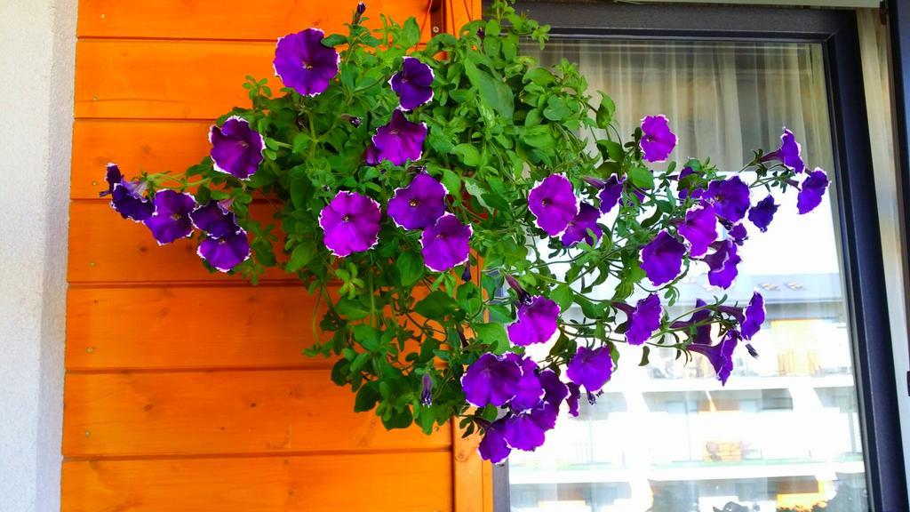 Tatjanos Apartamentai パランガ エクステリア 写真